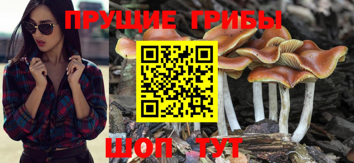 Вязьма  Галлюциногенные грибы GOLDEN TEACHER  купить наркотики сайты  Вход с VPN 