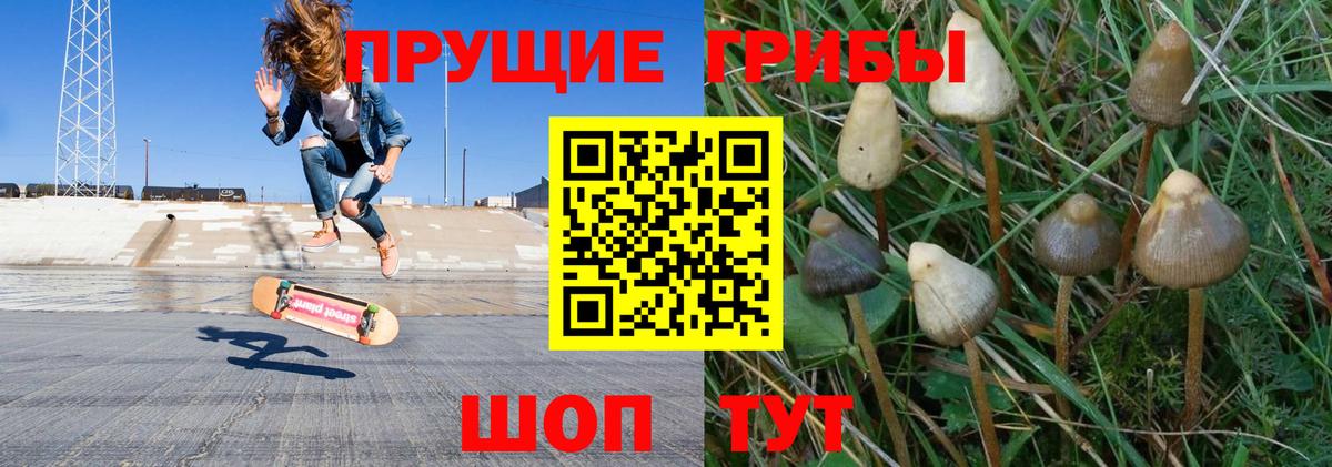 Псилоцибиновые грибы Cubensis Вязьма